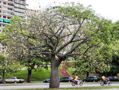 Rosario  |  Floss silk tree