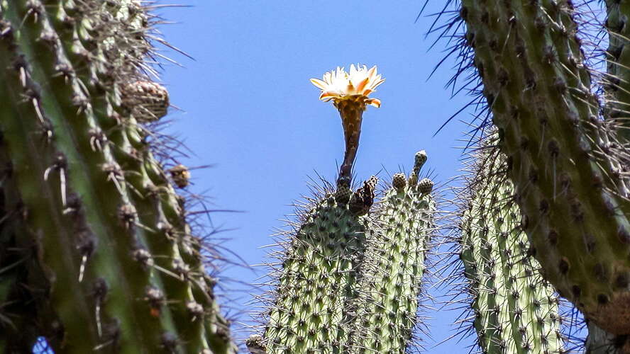 La Rioja | Toothpick cactus with flower