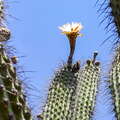 La Rioja | Toothpick cactus with flower