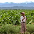 Valle de Lerma | Tobacco cultivation