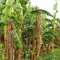 Misiones | Banana cultivation
