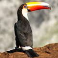 PN Iguaçu | Toco toucan (Brazil)