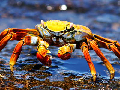 Isla Bartolomé  |  Red rock crab