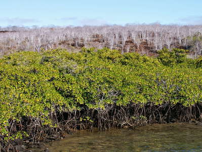 Isla Santa Cruz  |  Mangroves