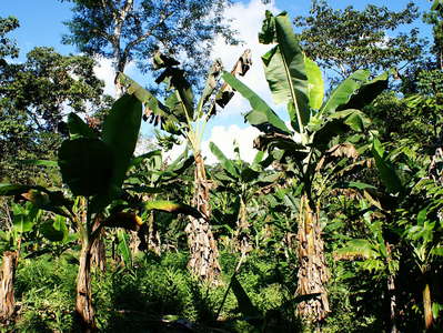 Tena  |  Banana cultivation