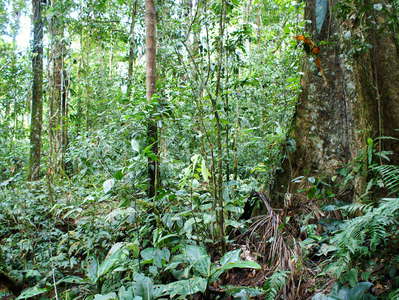 Tena  |  Tropical rainforest