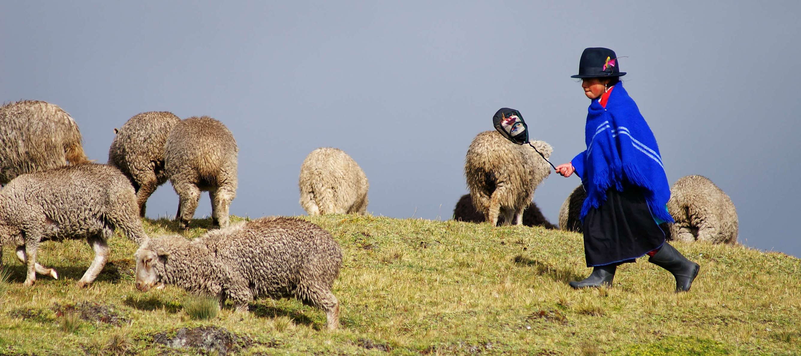 Páramo de Chimborazo  |  Sheep herding