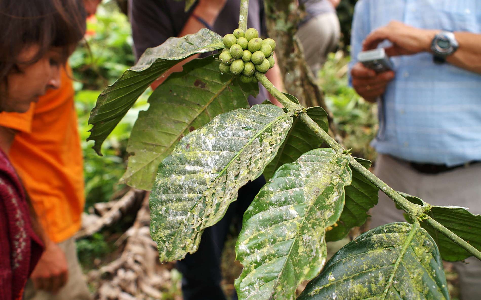 Bolívar  |  Coffee cultivation
