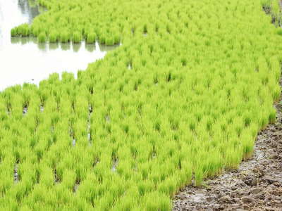 Los Ríos  |  Rice cultivation