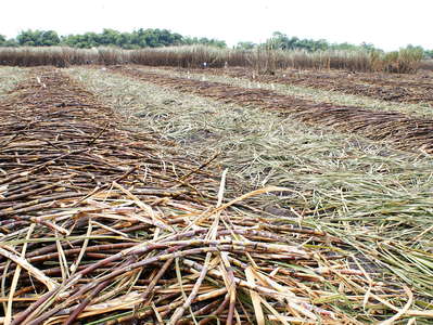 Guayas  |  Sugar cane cultivation