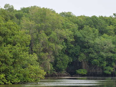 Jambelí  |  Mangroves