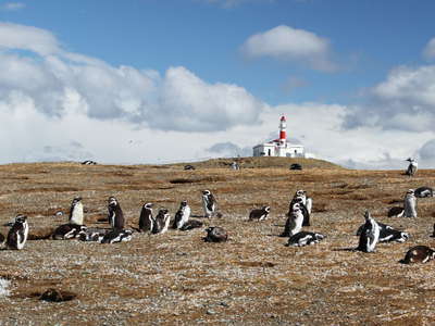 Isla Magdalena  |  Penguins and lighthouse
