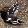 Isla Magdalena | Penguins