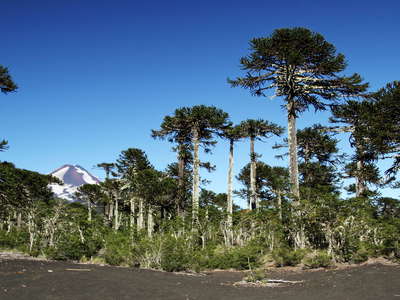 PN Conguillío  |  Araucaria trees
