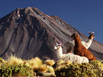 Llamas and Volcán Licancabur