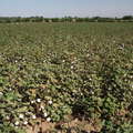 Hissar  |  Cotton field