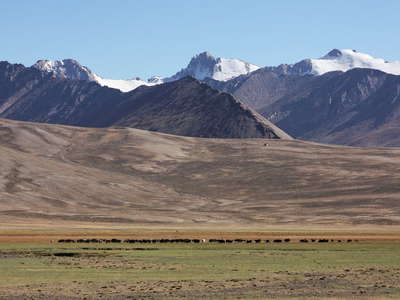 Alichur Pamir  |  Herd of wild yak