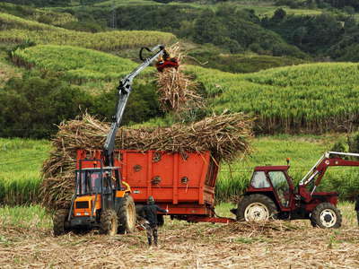 Bras-Panon  |  Sugar cane harvest