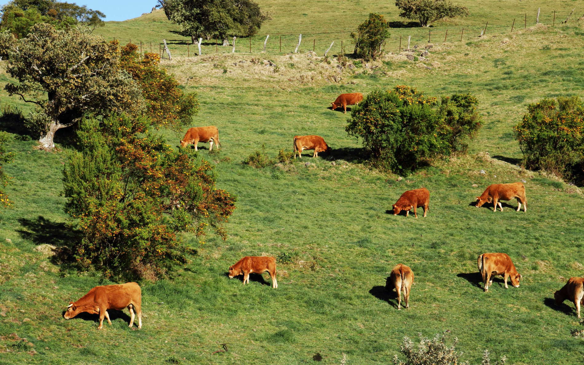 Plaine des Cafres  |  Cattle