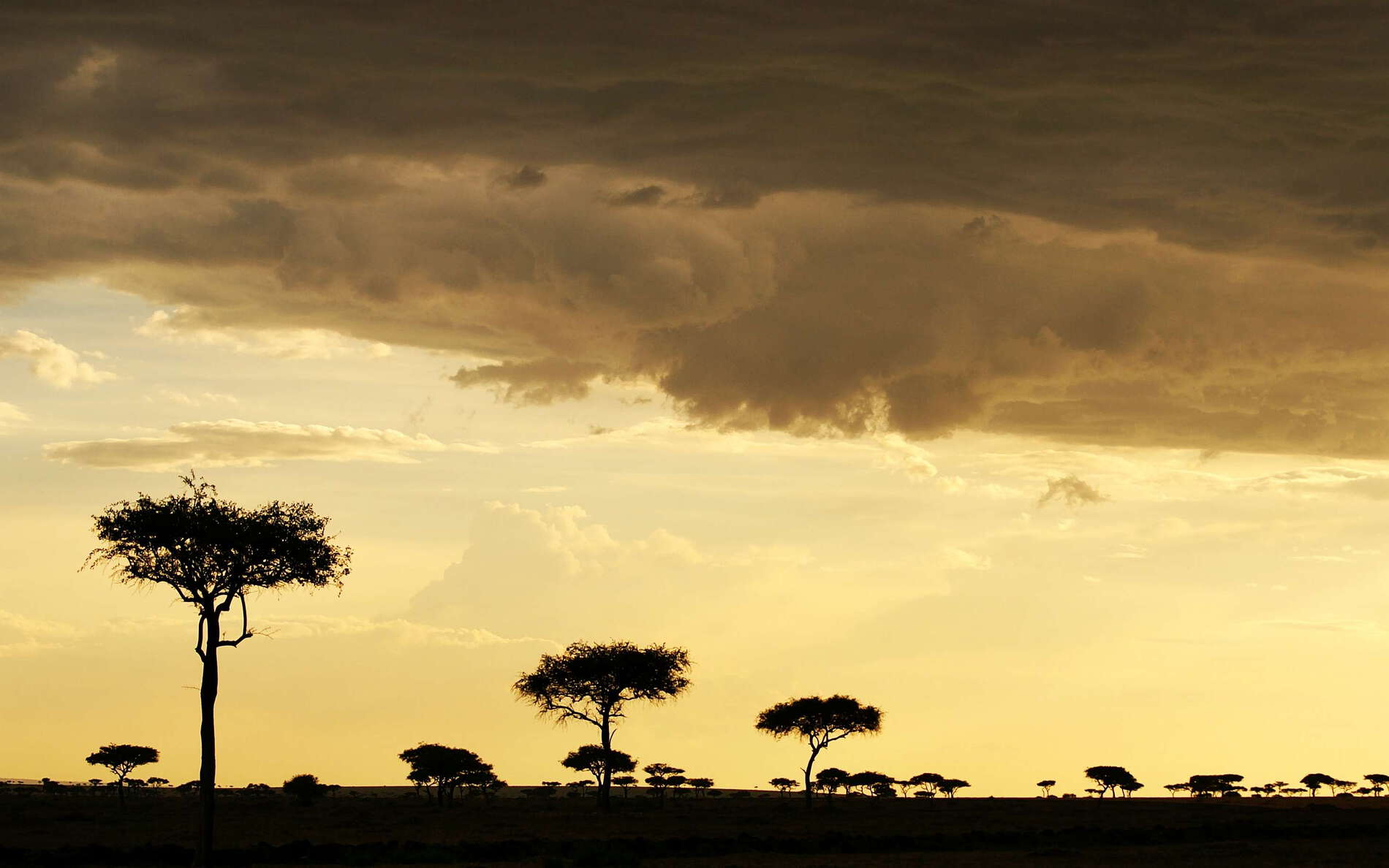 Masai Mara NR  |  Savanna