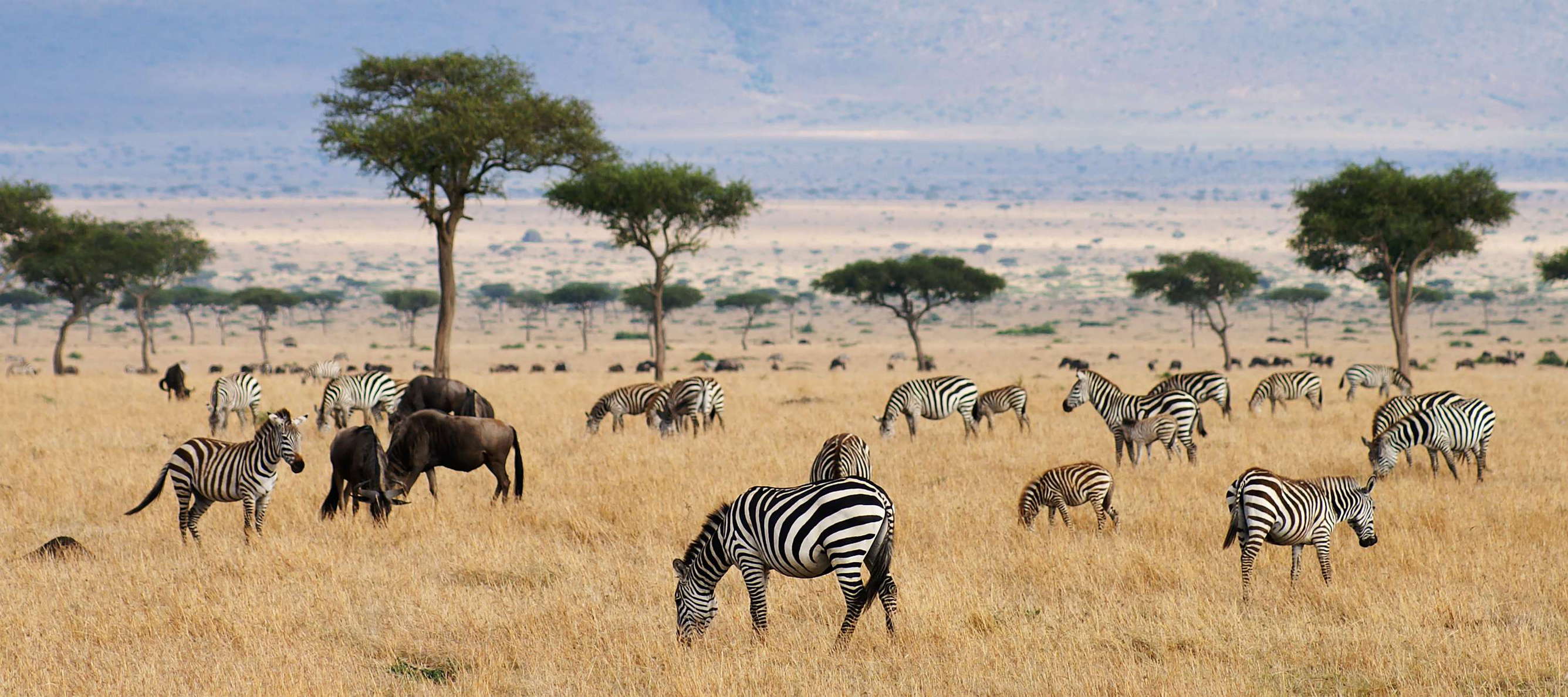 Masai Mara NR  |  Savanna with zebras