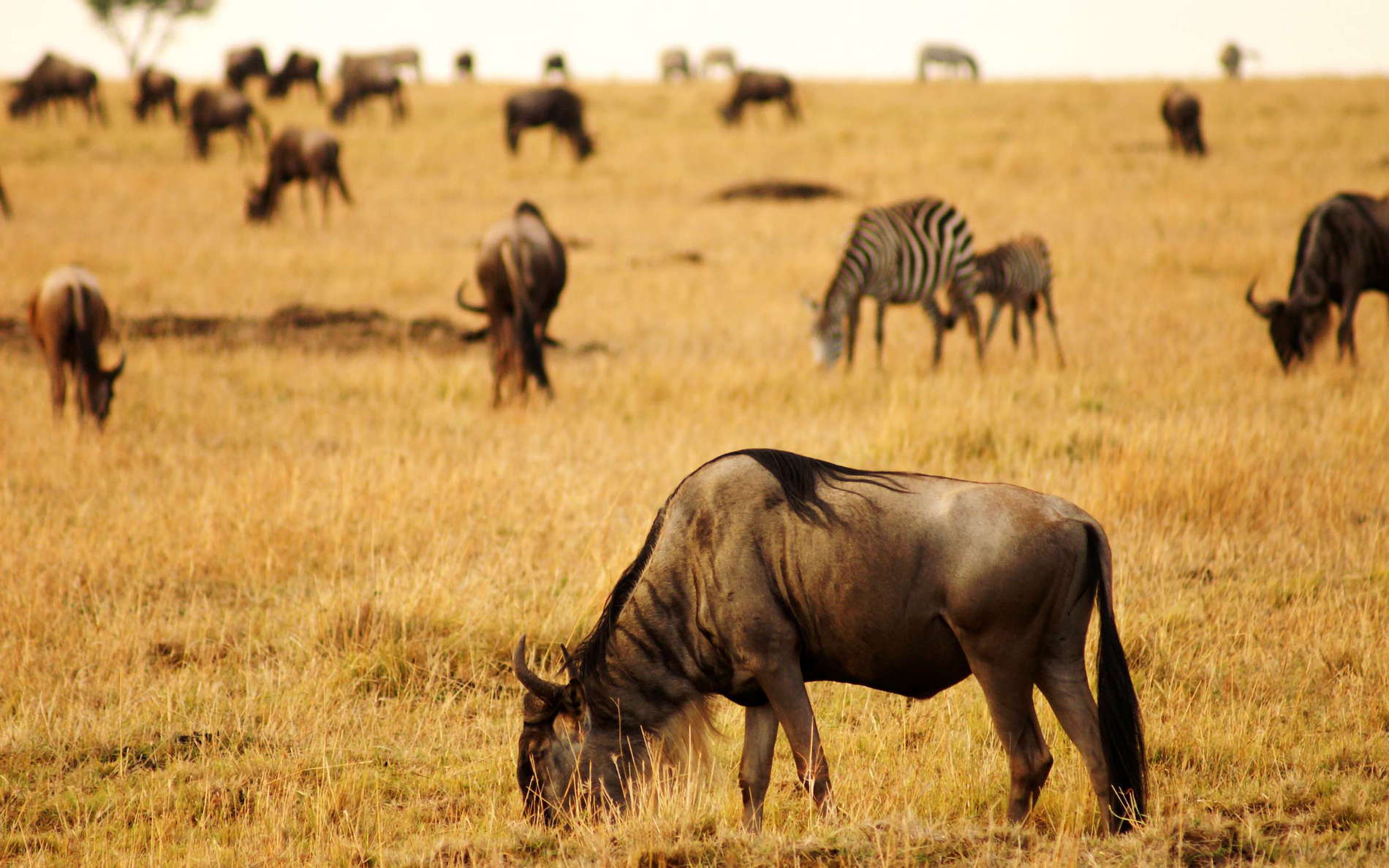 Masai Mara NR  |  Savanna with wildebeests