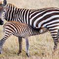 Masai Mara NR  |  Zebra with offspring
