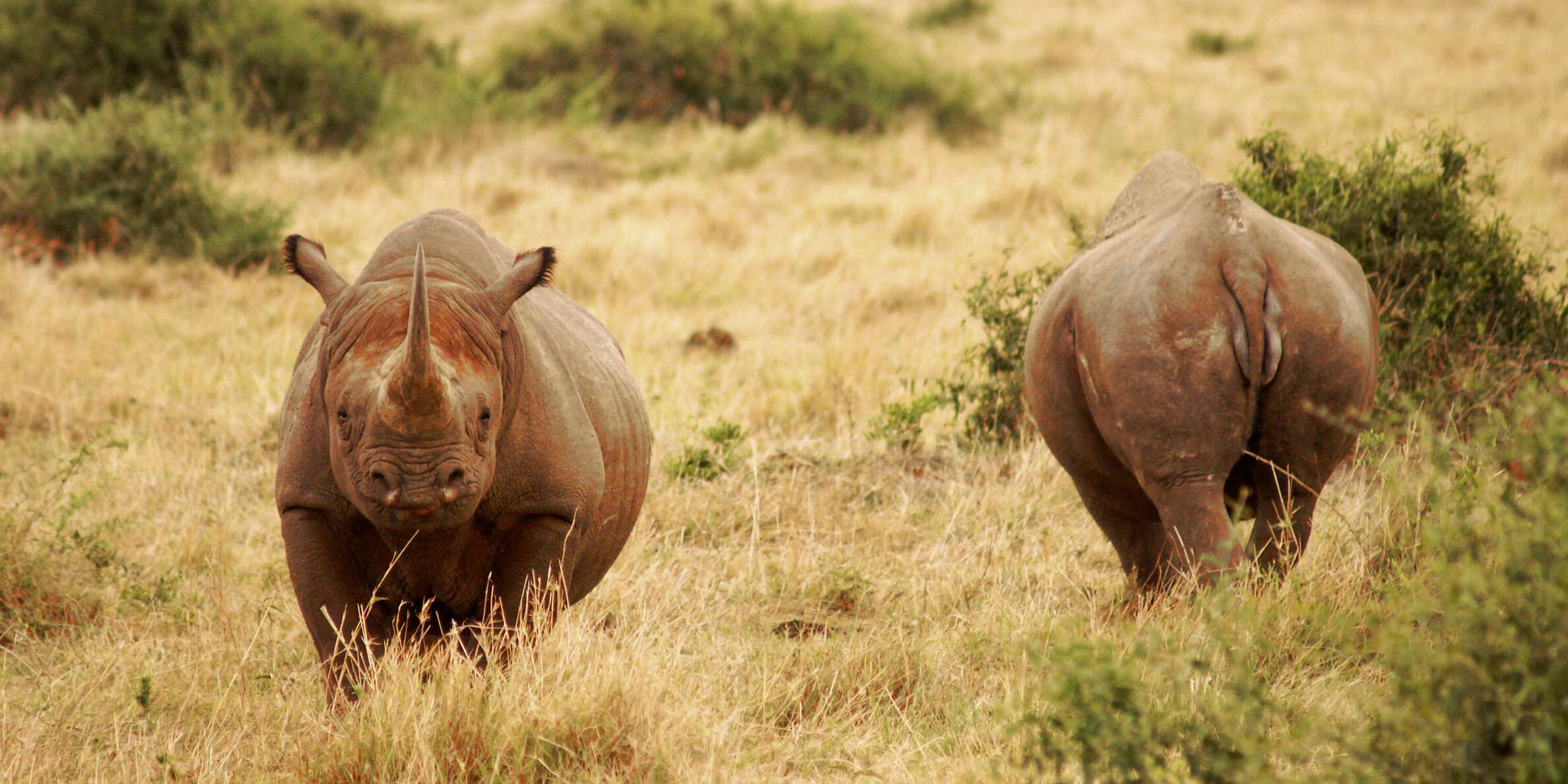 Masai Mara NR  |  Rhinoceros