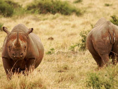 Masai Mara NR  |  Rhinoceros