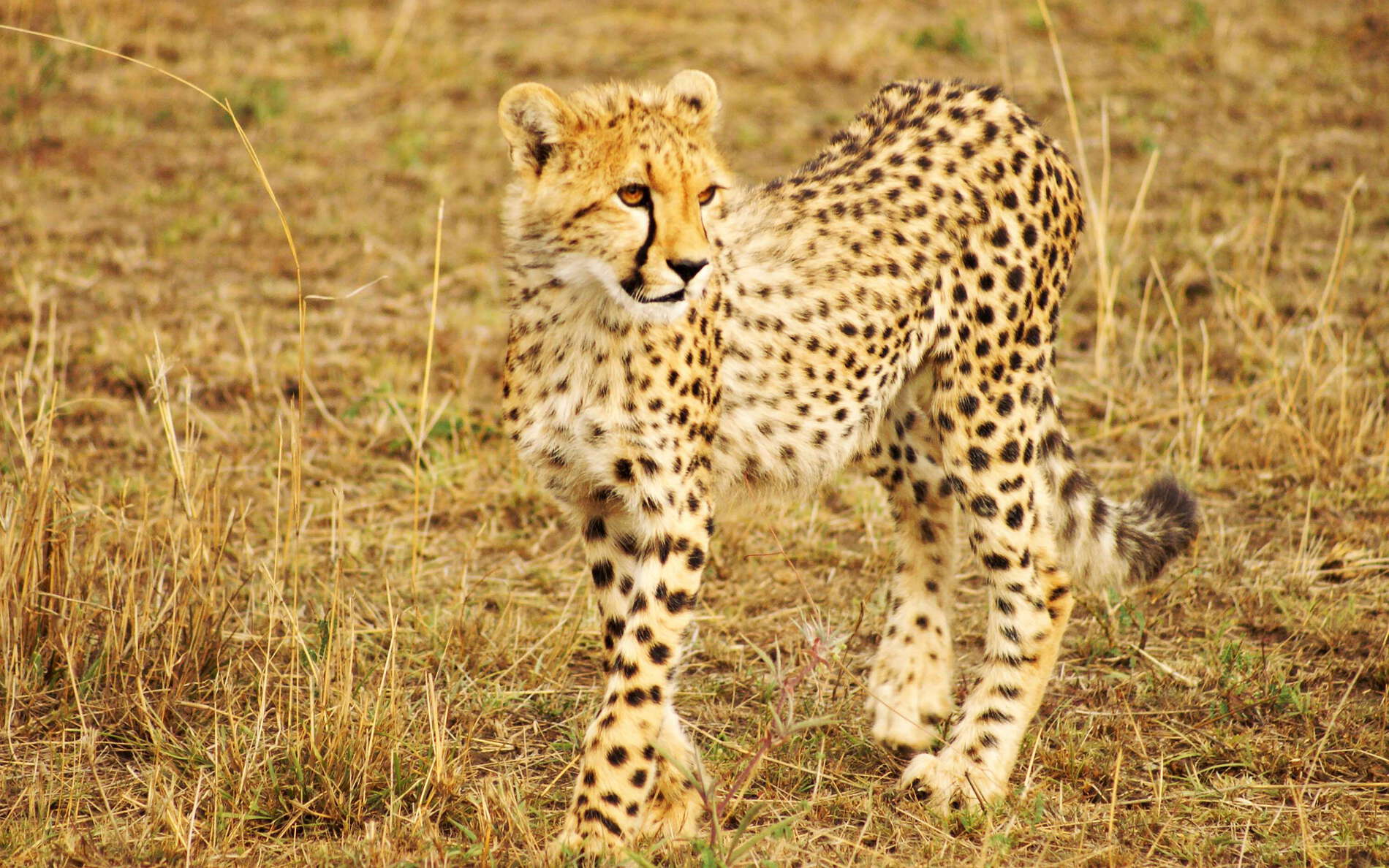 Masai Mara NR  |  Young cheetah