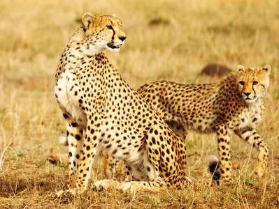 Masai Mara NR  |  Cheetah