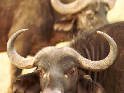 Masai Mara NR  |  Buffaloes