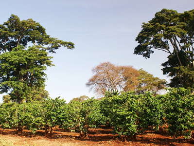 Nyeri  |  Coffee plantation