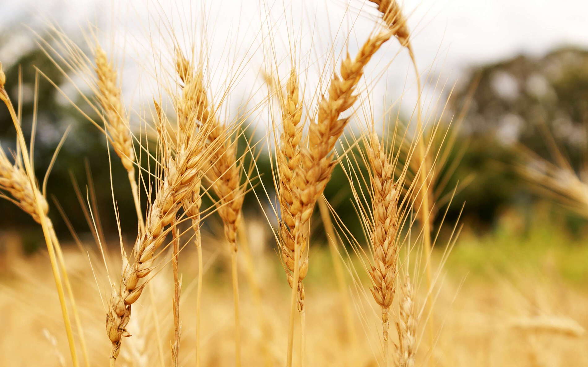 Naro Moru  |  Wheat