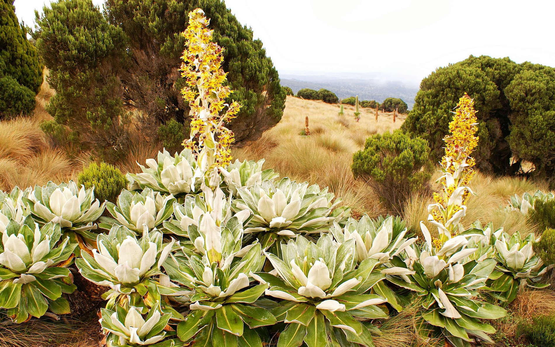 Mount Kenya NP  |  Senecio brassica