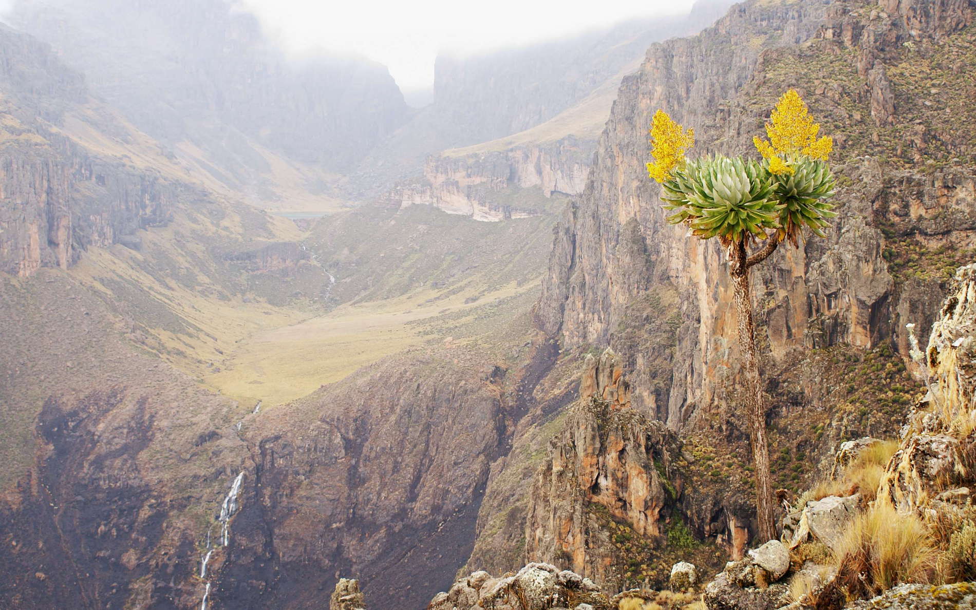 Mount Kenya NP  |  Senecio battiscombei
