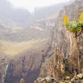 Mount Kenya NP  |  Senecio battiscombei