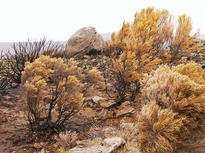 Mount Kenya NP  |  Burnt heathland