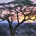 Samburu Buffalo Springs NR  |  Tree with fruits