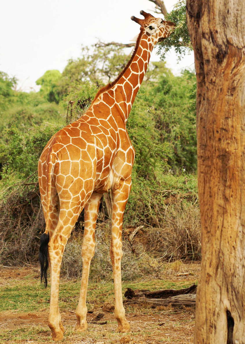 Samburu Buffalo Springs NR  |  Reticulated giraffe