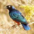 Samburu Buffalo Springs NR  |  Superb starling