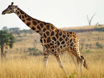 Murchison Falls NP  |  Rothschild's giraffe