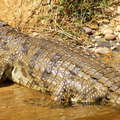Murchison Falls NP  |  Nile crocodile