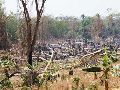 Western Uganda  |  Slash and burn