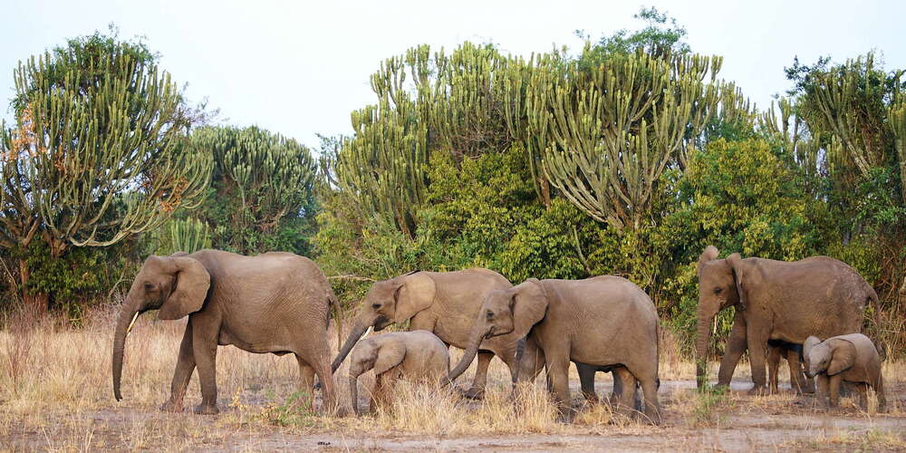 Queen Elizabeth NP  |  Herd of elephants
