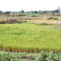 Eastern Uganda  |  Rice cultivation