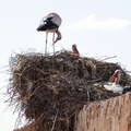 Marrakech  |  Stork nest