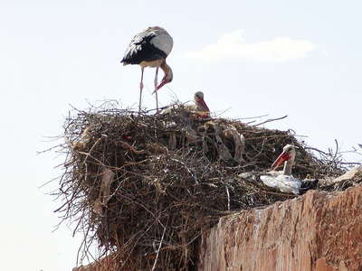 Marrakech  |  Stork nest
