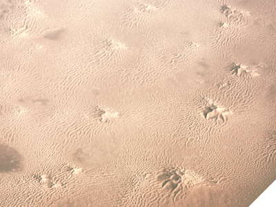 Grand Erg Oriental  |  Dune systems (Algeria)