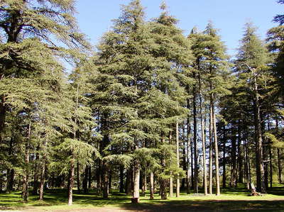 Ifrane  |  Cedar forest